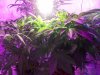 plants day 7 flower 005.jpg