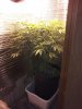 Resized_20210123_151756.jpeg