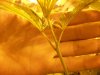 (Possible Hermie) 014.jpg