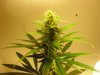 buds0626 001.jpg