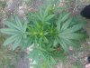 downsized_0626091419.jpg