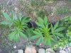downsized_0626091419c.jpg