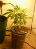 plant 2.jpg