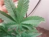 plant 3.jpg