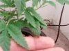 plant 4.jpg