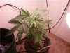 plant 1.jpg