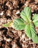 socal70-albums-1st-grow-picture65508-day11b-1.jpg