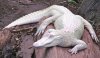 albino-alligator-e1534212467682.jpg