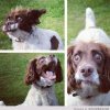Funny-dog-faces1.jpg