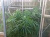 weed.jpg