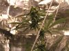 BudTurnin'Amber.JPG