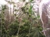 TW-Buds.JPG