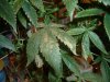 DSCF0087.jpg