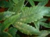 DSCF0086.jpg