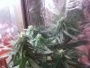 first grow 026.jpg
