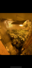 8F037DD6-E9C1-46BD-922B-66322D02430A.png