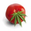 Tomato 420.jpg