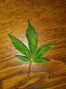 Leaf.jpg