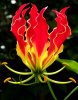 9a-flame-lily-gloriosa-superba.jpg