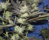 HERB_ULTIMATE CHEMDAWG 1991_2_DAY62.jpg