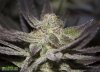 HERB_ULTIMATE CHEMDAWG 1991_7_DAY48.jpg