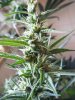 day28 flower and flush 034.jpg