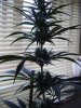 day28 flower and flush 051.jpg