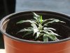 WHITE WIDOW&LAVADER CLONE CUTTINGS.jpg