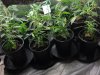 1stpot.jpg