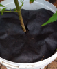 mulch-skirt.png mulch-skirt.png