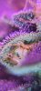Screenshot_20210221-234720_Gallery.jpg