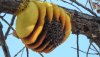 Bee Colony Lori Price Bollendonk _OP_3_CP__1477608932562_6654096_ver1.0.jpg