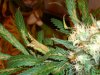 bud leaf too.jpg