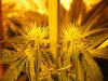 day  22 flower 032.jpg