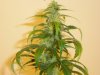 buds0626 023.jpg