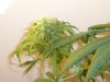buds0626 024.jpg