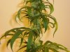 buds0626 022.jpg