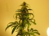 buds0626 020.jpg