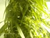 farm 018.jpg