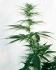 peruvianskunk92.jpg