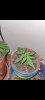 Screenshot_20210304-205951_Gallery.jpg