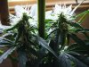 day28 flower and flush 020.jpg