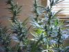 day28 flower and flush 054.jpg