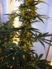 2009_0701flower370057.jpg