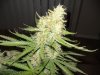 jillybean bud.jpg