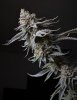 Grow 5 G45 x CD #2 (17) Edit.JPG Grow 5 G45 x CD #2 (17) Edit.JPG