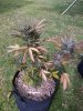 IMG_20210315_165426_3.jpg