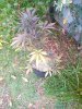 IMG_20210316_103041_3.jpg