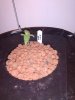3523922_wedding-cake-orange-cookies-x-nicole-grow-journal-by-voidrealmz.jpg 3523922_wedding-cake-orange-cookies-x-nicole-grow-journal-by-voidrealmz.jpg