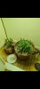 Screenshot_20210317-233335_Gallery.jpg
